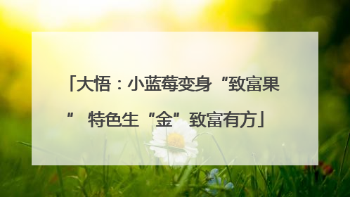 大悟：小蓝莓变身“致富果” 特色生“金”致富有方